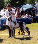 Jättiläisen Batseba AVO 1.2 SA, PN 2. Vara-CACIB / Best Female 2. RES-CACIB