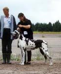 Jättiläisen Batseba AVO 1.1 SA, PN 1.ROP / Best Female 1., BOB