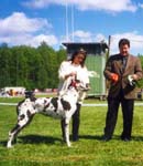 Jättiläisen Batseba AVO 1.1 Sa,PN1.SERTI, FIN MVA, ROP, RYP 3. / Best Female 1. SERTIFICATION, FIN CH, BOB, GROUP 3.