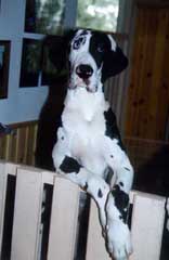 Sweety 5,5 months