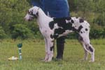 BIS 3-puppy