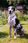 Joutilaan Joanna 2001 erikoisnäyttely Veteraani 1/4