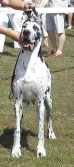 Jättiläisen Batseba Exellent 1. Best Female 1. LTU SERTIFICATION, LTU CH, CACIB, Palanga N`03 # INT CH ( # Waiting )